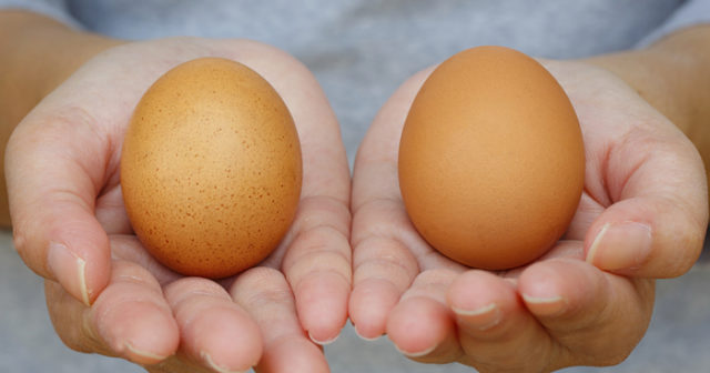 ägg bäst före ägg bäst före
