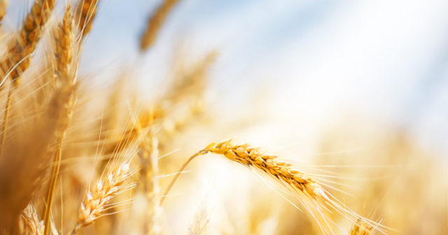 symtom gluten vuxen symtom gluten vuxen