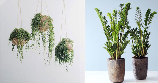ärtor på tråd plantagen ärtor på tråd plantagen