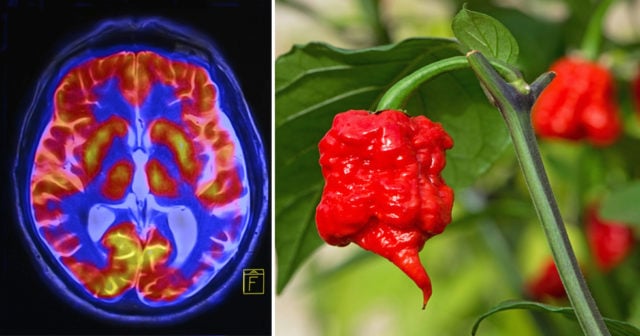 vad kan man göra med chili vad kan man göra med chili