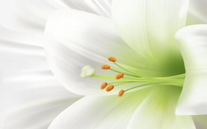 Den vackra vita liljan förknippas med oskuld och renhet, den ses ofta som begravningsblomma.